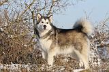 ALASKAN MALAMUTE 079